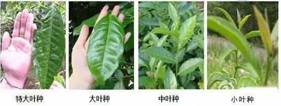 茶树和六大茶类有什么关系，为什么茶叶有多种颜色，而茶