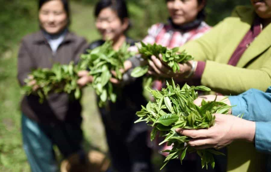 茶树和六大茶类有什么关系，为什么茶叶有多种颜色，而茶